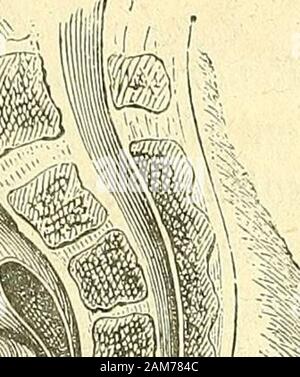 Chirurgie journalière des Hopitaux de Paris: Répertoire de thérapeutique chirurgicale. IIM {w - Stockfoto