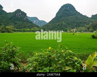 Blick auf Kalkkarstberge über Reisfelder, Tam Coc, Ninh Binh, Vietnam, Asien Stockfoto