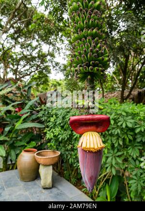 Große Bananenbrötchen, die an Bananenblumen hängen, Tam Coc Garden Resort, Ninh Binh, Vietnam, Asien Stockfoto