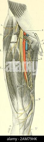 "Traité d'anatomie humaine. Mais tandis Cfue le saphène, nerfsensitif, gagne le Cote interne du genou, lerameau du vaste Internierten, Nerf moteur, seperd dans le Muskel vaste interne au Voi-Sinage de lanneau du troisième abducteur. Chemin faisant, le Nerf du vaste internefournit ordinairement: 1° un Filet osseux, qui pénètre dans le canal nourricier dufémur; 2 plusieurs Filets périostiques, Tou-Jours très grêles, qui se ramifient dans le lepérioste fémur et de la rotule; 3° en-fin, quelques Filets articulaires, qui seperdent sur le Côté interne de larticulationdu genou. d. Rameau du Cruraldrüsen. - Le Stockfoto