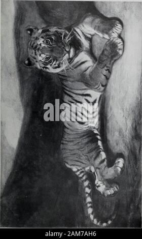 Bebilderte Katalog der Kunstschätze der bekannte Kenner gesammelt, der späte Cyrus JLawrence, Esq., New York. F ANTOINE LOl IST BARYE TIGER liegend Water-Color Kiplings Bösewicht (in der Rechnung der MowgKs Abenteuer in thejungle) liegt in der Ruhe, mit den Ergebnissen der letzten forayon die Herden der bengalischen Bauern zufrieden. Die royal Tiger hat nosmile auf seinem Gesicht, obwohl es möglicherweise belastende evidenceinside seinen schön bunt verstecken. Barve war ein kolorist inwater - Farben und Öle, wie er war, in seiner Bronzen, Patinas ofwhich sind einzigartig vielfältig und schön, wie auf Stockfoto