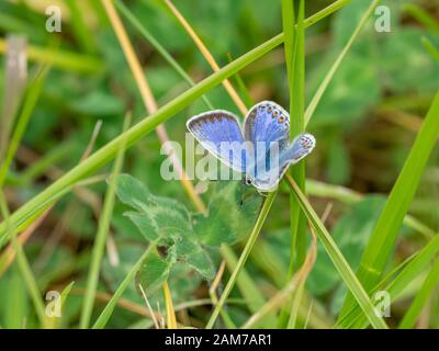 Weibliche gemeinsame blaue Schmetterling Stockfoto