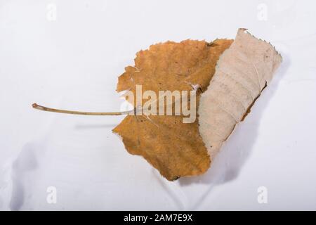 Eine separate welkes Blatt Herbst Mal Stockfoto