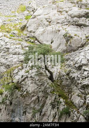 Baum an der Bergwand Stockfoto