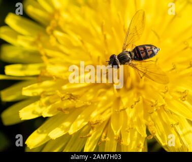 Kalligraphie Fly (Toxomerus marginatus) - Hall County, Georgia. Kalligraphen fliegen, die sich Ende Dezember von einer Löwenblüte ernähren. Kalligraphie (Toxo Stockfoto