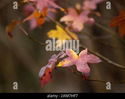 American Sweetgum (Autumn Color of December) - Hall County, Georgia. Der bunte Sweetgum verlässt im Herbstlaub. American Sweetgum (Herbstfarbe o. Stockfoto