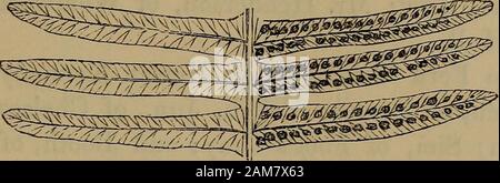 Farne: Britische und exotisch.. . ^ TECTINATUM.. Teil der Reifen Wedel. - Unterseite. POLYPODIUM PECTUSTATUM. LiNN^ uns. Plumier. J. Smith. Moore und Houlston. Presl. Kunze. Schkuhr. Plukenet. Gebühr. Platte XXI. VOL. Ii. - Polypodiwm Polypody. - Pectinatum Qomb-leaved. Die Polypodium pectinatum von Linnseus ist ein etwas similarlooking Arten an den S. paradisece von LangsdorfF und Fischer, im vorliegenden Band dargestellt, Platte I., und beschrieben auf Seite 1, und trägt auch einige Ähnlichkeit mit dem mehr Zwerg S. PLU-Mula von Humboldt und Bonpland, stellte auf der Platte XLI., Bd. 1, beschrieben auf Seite 123: Dieser letzteren Stockfoto