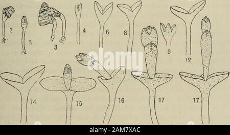 Transaktionen der königlichen Gesellschaft von Neuseeland. Ted von Professor H.B. Kirk. [Raupe vor der Wellington Philosophischen Gesellschaft, 9. August 1911.] Einleitung. Salicornia australis ist ein kleines halophyte, der reichlich in Neuseeland, Tasmanien und Australien wächst, entlang dem Meer, Ufer, und especiallyat den Mündungen der Flüsse der Gezeiten. Die Gattung besteht aus über acht Arten, auf den meisten gemäßigt andtropical Ufer gefunden, und gelegentlich in Kochsalzlösung Orte im Landesinneren (5). In Mittel- und Nordeuropa der erste Siedler in Littoral swampsis Salicornia herbacea, ein saftiges Kraut, und durch die Mediterrane Stockfoto