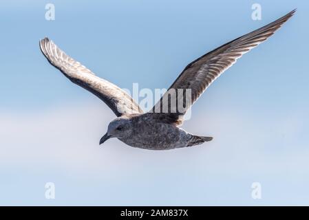 Die kalifornische graue Möwe hat Flügel, die weit verbreitet sind, während er über das Meerwasser nahe der Küste Südkaliforniens steigt. Stockfoto