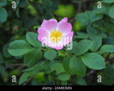 Die hübsche rosafarbene Hundeblüte Rosa Canina und die grünen Blätter in einem Hegerow Stockfoto