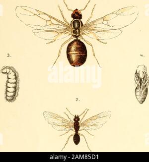 Ameisen, Bienen und Wespen: eine Aufzeichnung der Beobachtungen auf die Gewohnheiten der sozialen Hymenopteren. 1. Camponotus Inflatus 5. 3. Strongylognathus testaceus^. 2. Tetramorium caespitum -. ^. Anergates atratulus 9. Kegan Paul. Trench, Triibner AC9 Ltd. Platte 5. Stockfoto