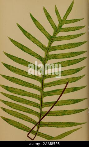 Farne: Britische und exotisch.. . Teil der Ohrmuschel des reifen Wedel - Unterseite. POLYPODIUM SUBPETIOLATUM. Hooker. Moore und Houlston. Kunze. J. Smith. Platte XI. VOL. Ii. - Polypodium Polypody, Suhpetiolatum-kurz-angepirscht. Polypodium suhpetiolatum ist nicht bekannt durch die Ferncultivators im allgemeinen, noch im Wesentlichen beschränkt auf die largestcollections. Es ist ein immergrüner Herd Arten. Der in Mexiko und Guatemala. In den Royal Gardens, Kew, eingeführt 1845, havingbeen übermittelt durch Herrn D. Cameron. .. Wedel, die pubertierende, linear-Lanzettlichen in Form, Gefiedert, thepinnse Ganze und öde Stockfoto