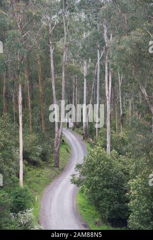 East Gippsland native Wald unverbrannten 2020 Buschbrände. Dichten, grünen Vegetation, hohen Bäumen von Haube gesehen. Große grüne native Farne. Stockfoto