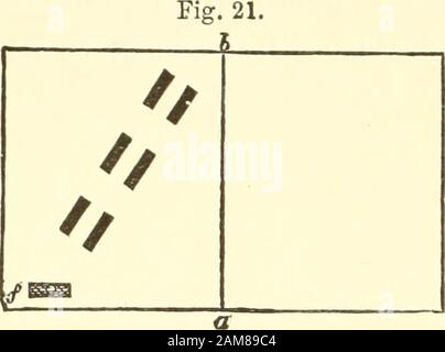 Ameisen, Bienen und Wespen: Eine Aufzeichnung von Beobachtungen zu den Gewohnheiten der sozialen Hymenoptera. 260 DER RICHTUNGSSINN.. Wieder, wie in Abb. gezeigt. 22; sie kehrte nach dem üblichen Intervall zurück und wehte wieder geradeaus auf A; dann, nach einigen Wanderungen, auf /, und bei Länge, aber nur nach einer Pause von 2 Minuten, fand sie das Essen bei g. Diese Ex-Perimenten wurden mehrmals neu geschält und immer mit simi-lar-Ergebnissen. Ich habe die Dinge verändert, indem ich die Backsteine umzog, was aber keine Absonderung der Ameisen zu machen schien. Ich gewöhnt mich dann an Ameisen (Lasius ni- ger), um über eine Holzbrücke, 6, zu gehen und zu fro Stockfoto