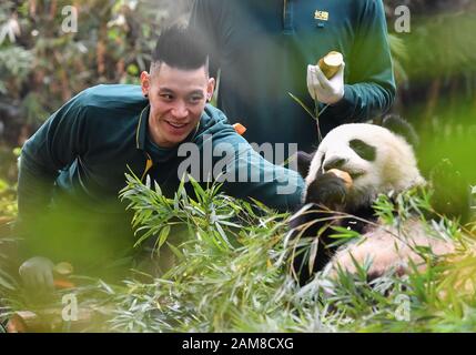 Peking, Chinas Provinz Guangdong. Januar 2020. Jeremy Lin von der Chinese Basketball Association (CBA) League All-Star Game interagiert mit dem Riesenpanda Longlong im Chimelong Safari Park in Guangzhou, Südchina Provinz Guangdong, 11. Januar 2020. Kredit: Liu Dawei/Xinhua/Alamy Live News Stockfoto