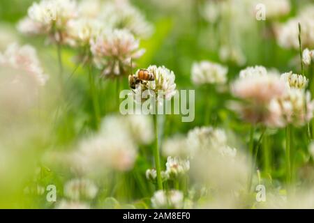 Wilde Biene sammelt Pollen in einer Wiese. Stockfoto