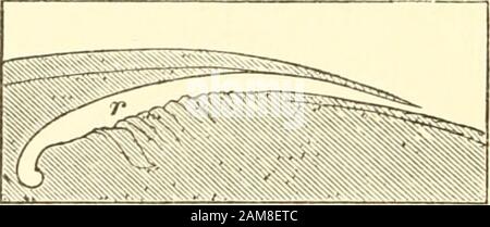 Ameisen, Bienen und Wespen: Eine Aufzeichnung von Beobachtungen zu den Gewohnheiten der sozialen Hymenoptera . S. 366. * Thieretimmen, S. 132. 230 STRMULATING-GERÄT wir sind der Ansicht, dass die Reibung des Kragens gegen den Themesothorax auch dabei helfen kann. Unter diesen Umständen fragte Landois himselfob andere mit Mutilla verbündete Genera möglicherweise kein ähnliches Organ besitzen und auch die Macht des produkierenden Klangs haben. Er untersuchte zunächst die Gattung Ponera, die in der Struktur ihres Abdomens Mutilla fast resem-bles, und hier fand er auch einen vollständig entwickelnden Strippelapparat. Er wandte sich dann an den TR Stockfoto