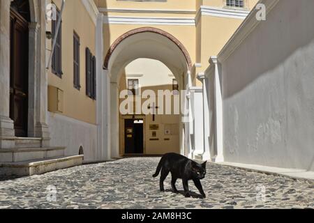 Schwarze Katze im Inneren der Kathedrale St. Johannes der Täufer. Fira, Stantorini. Griechenland Stockfoto