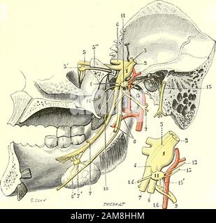 Traité d'Anatomie humaine. Vement: i des rameaux paroti-diens, qui se perdent dans la parotide en traversant parfois de petits ganglions (Cruveilhier); 2^ des flets auriculaires inférieurs, destinés au conduit auditifexterne; 3 un flet auriculaire antérieur, qui se distribue à la peau du tragus NEHKS CUANIENS 73 et de la partie antérieure du paviudu de lorrillc; i des filels vasciilaires, enliii,qui se jetzent sur lailrc tcmpdi-ale supericllc; Z&t. Zweigstellen terminales. - Après avoir iourni ces ditlerents rameaux, le nerfauriculû-teniporal, considérablement amoindri dans son Volume, pou Stockfoto