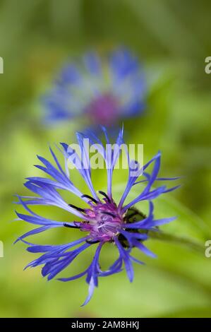 Draufsicht Nahaufnahme der purpurfarbenen Cornflower-Blütenblätter, die im Frühling mit grünem Hintergrund wachsen Stockfoto