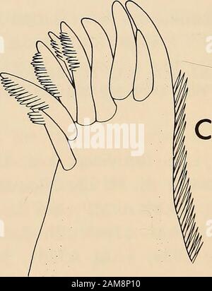 Annalen der South African Museum = Annale van sterben Suid-Afrikaanse Museum. Stockfoto