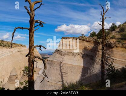 Unfruchtbare Bäume stehen hoch und werfen Schatten gegen die ungewöhnliche Sandstein Felsformationen von Tent Rocks National Park. Stockfoto