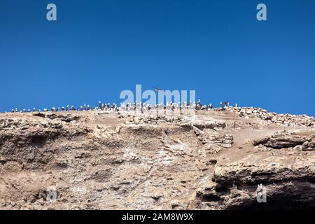 Viele Vögel sitzen auf einer Klippe gegen den blauen Himmel, Ballestas-Inseln, Paracas Naturreservat, Peru, Lateinamerika. Stockfoto