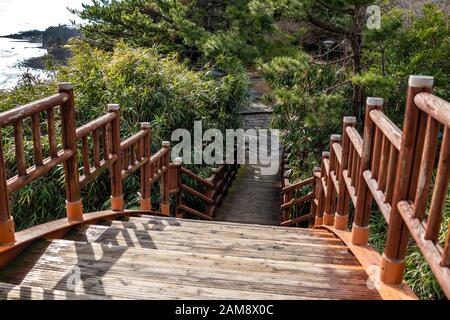 Die Holzunterseite führt zum Park mit Pflanzen auf beiden Seiten. Stockfoto