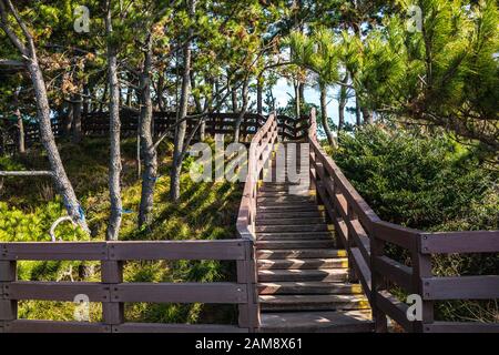 Die Holztreppe führt zum Park mit Pflanzen auf der beiden Seite. Stockfoto