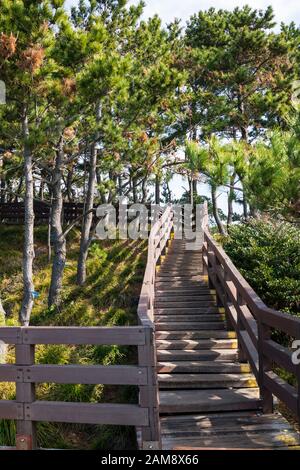 Die Holztreppe führt zum Park mit Pflanzen auf der beiden Seite. Stockfoto