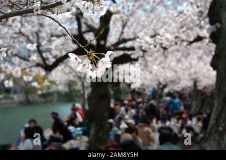 Die Menschen genießen ein Picknick bei Hanami, ein traditionelles Picknick unter den blühenden Kirschbäumen (Sakura) im Friedenspark von Hiroshima Stockfoto