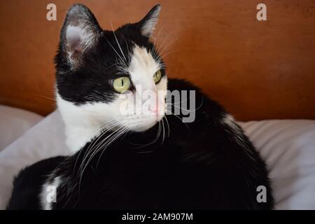 Nahaufnahme einer schwarz-weißen Tuxedo-Katze, die in die Ferne starrte, während sie sich verschmitzt auf dem Kissen lag, das sie behauptete. Stockfoto