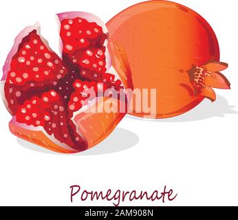 Granatapfel-Hand-erdrossene Vektorgrafiken isoliert auf weißem Hintergrund. Stock Vektor