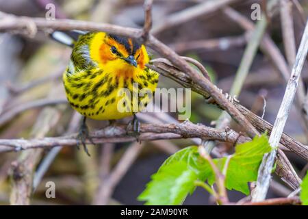 Männliches Kap May (Setophaga tigrina). Oak Harbor. Magee Marsh Wildlife Area. Ohio.USA Stockfoto