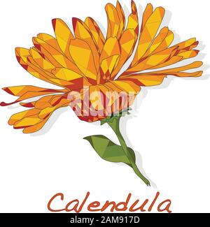 Calendula. Vektorgrafiken für medizinisches Kraut isoliert auf weiß.Polygonal. Stock Vektor
