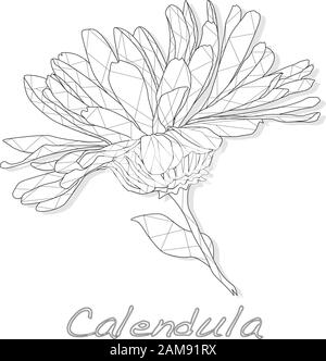 Calendula. Vektorgrafiken für medizinisches Kraut isoliert auf weiß.Polygonal. Farbgebung. Stock Vektor