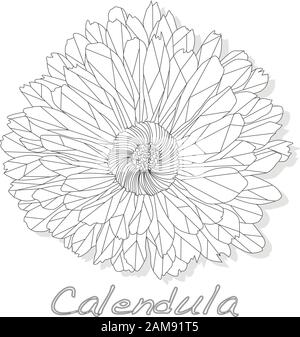 Calendula. Vektorgrafiken für medizinisches Kraut isoliert auf weiß.Polygonal. Farbgebung. Stock Vektor