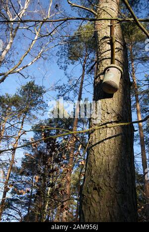Konkrete Vogelhaus hängend an einem Baum im Wald Stockfoto