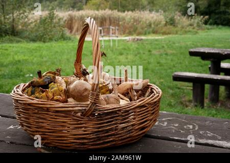 Frische Pilze nach dem Sammeln in einem Weidenkorb auf einem Tisch in einem Picknickplatz Stockfoto