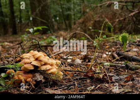 Schwefel Büschel in einem natürlichen Wald wächst. Polen, Europa Stockfoto