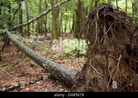 Umgestürzten Baum im Wald Stockfoto