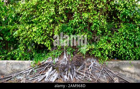 Nahaufnahme der Wurzeln großer Banyan-Bäume Hintergrund Stockfoto