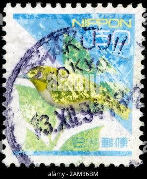 Japanische White-eye (Zosterops Japonicus) Stockfoto