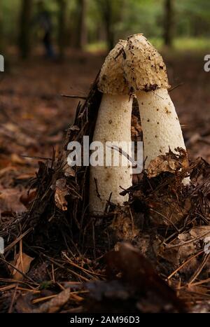 Gemeinsame Exemplar des Gemeinen Stinkmorchels - eine sehr interessante Fliegenpilz Stockfoto