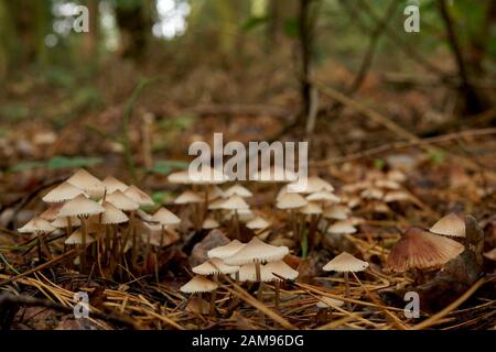 Klein, ungenießbare Pilze auf den Wald Wurf im Herbst Stockfoto