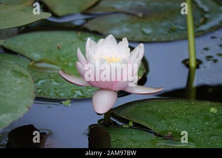 Schöne Nymphaea odorata - amerikanische weiße Seerose - kultivierte Sorte Stockfoto