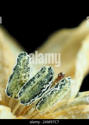 Extreme Makro Foto (Aufnahme) von Hot Chili Pepper Blume (Capsicum annuum), Stempel und Staubgefäße mit Pollen Stockfoto