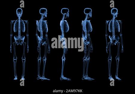 3D-Rendersatz von Röntgenaufnahmen des menschlichen Skeletts, isoliert auf schwarzem Hintergrund Stockfoto