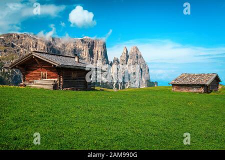 Alpe di Siusi - Seiser Alm und Sciliar - Schlern Berggruppe im Hintergrund. Malerische Quelllandschaft, grüne Wiesen mit gelber Löwenblüte Stockfoto