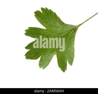 Frisches grünes Blatt von Hawthorn (Mai-Baum) isoliert auf weißem Grund. Stockfoto